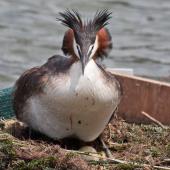 Australasian crested grebe. Adult settling on a nest with 2 eggs. Lake Wanaka, January 2015. Image &copy; Nathan Hill by Nathan Hill Photo taken by Nathan Hill