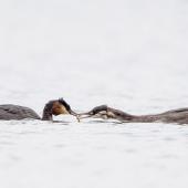 Australasian crested grebe | Pūteketeke. Adult feeding fish to juvenile . Lake McGregor, Mackenzie Country, April 2015. Image &copy; Tony Whitehead by Tony Whitehead www.wildlight.co.nz