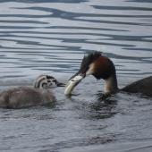 Australasian crested grebe. Adult presenting trout to greblet. Lake Te Anau, January 2014. Image &copy; Paul Peychers by Paul Peychers Wildlife Images