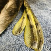 Australasian crested grebe | Pūteketeke. Adult foot. Dunedin Wildlife Hospital, June 2023. Image &copy; Lisa Argilla by Lisa Argilla