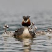 Australasian crested grebe. Male with four chicks, one riding on back. Te Anau, December 2013. Image &copy; Glenda Rees by Glenda Rees http://www.flickr.com/photos/nzsamphotofanatic/