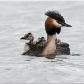 Australasian crested grebe. Male with chicks. Mackenzie Country, February 2011. Image &copy; Glenda Rees by Glenda Rees http://www.flickr.com/photos/nzsamphotofanatic/
