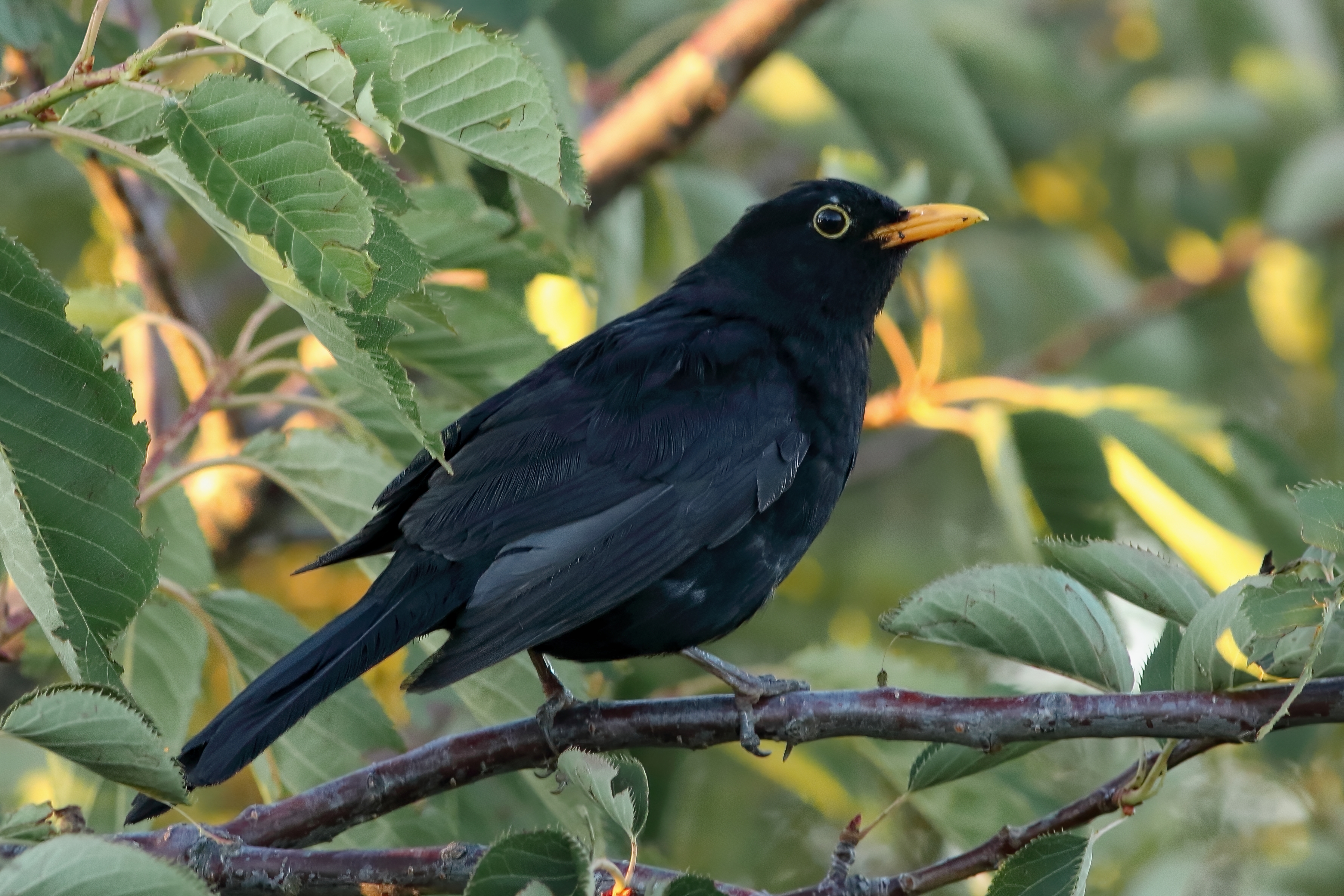 Eurasian blackbird | Manu pango | New Zealand Birds Online
