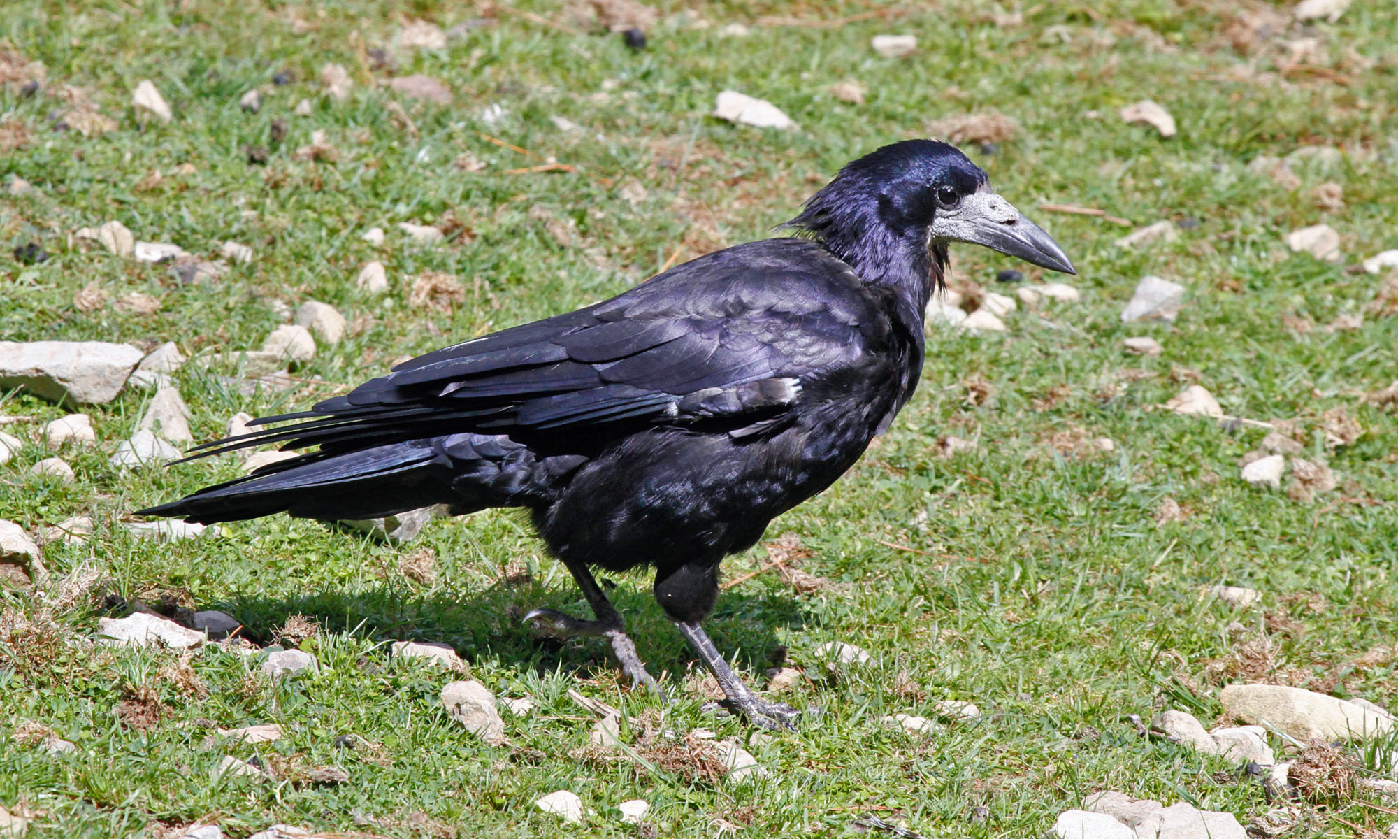 Rook (bird) - Wikipedia