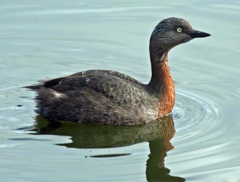 New Zealand dabchick | Weweia. Side view of adult. Otaki oxidation ponds, June 2009. Image &copy; Duncan Watson by Duncan Watson