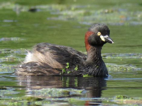 Australasian little grebe. Adult in breeding plumage. Whangarei Water Treatment Plant, February 2017. Image &copy; Scott Brooks (ourspot) by Scott Brooks