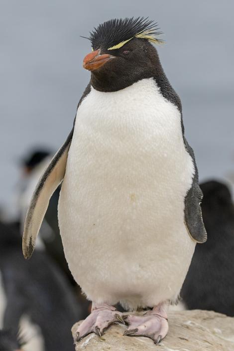 Western rockhopper penguin. Adult. Sea Lion Island, Falkland Islands, November 2018. Image &copy; Glenda Rees by Glenda Rees https://www.facebook.com/NZBANP/https://www.flickr.com/photos/nzsamphotofanatic/