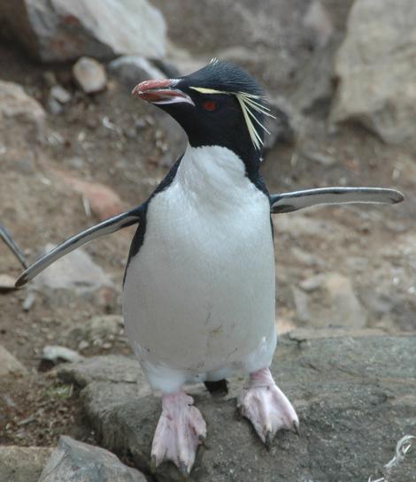 Eastern rockhopper penguin | Tawaki piki toka. Adult. Penguin Bay, Campbell Island, January 2013. Image &copy; Kyle Morrison by Kyle Morrison