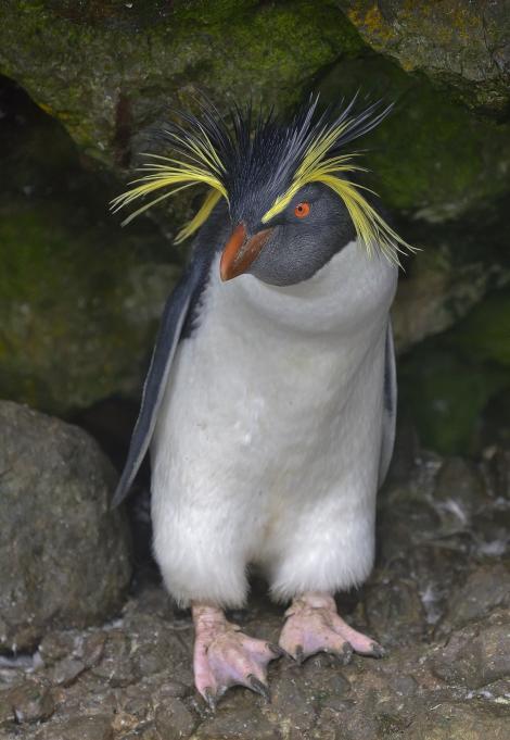 Moseley's rockhopper penguin. Adult. Nightingale Island, March 2016. Image &copy; Gordon Petersen by Gordon Petersen © Gordon Petersen, petersenphoto.com