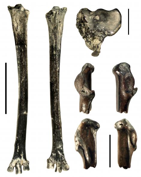 Bartle's bittern. Left and top right, holotype left tarsometatarsus, NMNZ S.53345. Lower right, four views of paratype part coracoid. Left scale bar 20 mm; right scale bars 5 mm. St Bathans. Image &copy; Trevor Worthy by Trevor Worthy