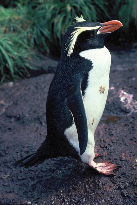 Snares crested penguin. Adult standing in profile. Station Point, The Snares, December 1986. Image &copy; Alan Tennyson by Alan Tennyson