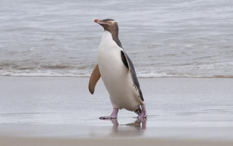 Yellow-eyed penguin | Hoiho. Adult walking on beach. Otago Peninsula, December 2012. Image &copy; Philip Griffin by Philip Griffin