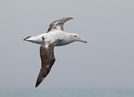 Wandering albatross | Toroa. Adult in flight. South Georgia, February 2019. Image &copy; Glenn Pure 2019 birdlifephotography.org.au by Glenn Pure