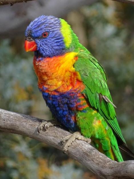 Rainbow lorikeet. Adult. Canberra, October 2018. Image &copy; R.M. by R.M.