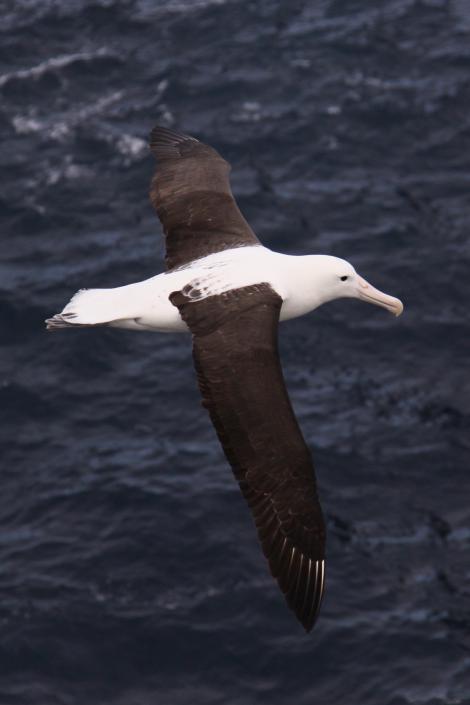 Northern royal albatross. Dorsal view of adult in flight. Forty Fours,  Chatham Islands, December 2009. Image &copy; Mark Fraser by Mark Fraser
