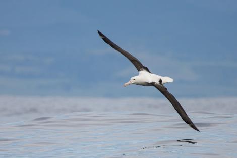 Northern royal albatross | Toroa. Adult in flight. At sea off Moeraki, December 2021. Image &copy; Oscar Thomas by Oscar Thomas www.oscarthomas.nz