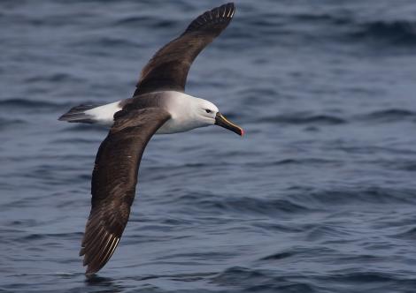 Indian Ocean yellow-nosed mollymawk. Adult in flight. At sea off Wollongong, New South Wales, Australia, August 2011. Image &copy; Brook Whylie by Brook Whylie http://www.sossa-international.org