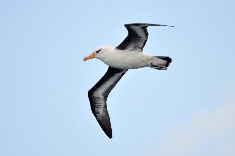 Campbell black-browed mollymawk | Toroa. Adult in flight. At sea off Campbell Island, January 2016. Image &copy; Edin Whitehead by Edin Whitehead www.edinz.com