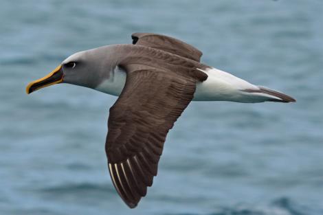 Buller's mollymawk. Side dorsal view of northern subspecies in flight. Kaikoura pelagic, May 2009. Image &copy; Duncan Watson by Duncan Watson