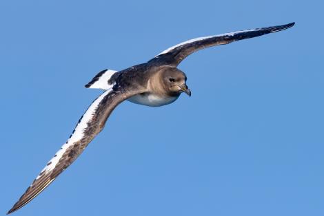 Antarctic petrel. Adult in flight. Southern Ocean, January 2018. Image &copy; Mark Lethlean 2019 birdlifephotography.org.au by Mark Lethlean