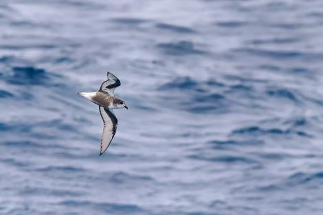 Mottled petrel. Adult in flight. Southern Ocean, January 2018. Image &copy; Mark Lethlean 2018 birdlifephotography.org.au by Mark Lethlean