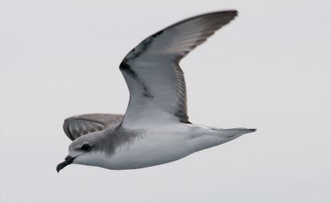 Cook's petrel. Adult in flight showing head, neck and underwing. Near Little Barrier Island, Hauraki Gulf, January 2012. Image &copy; Philip Griffin by Philip Griffin
