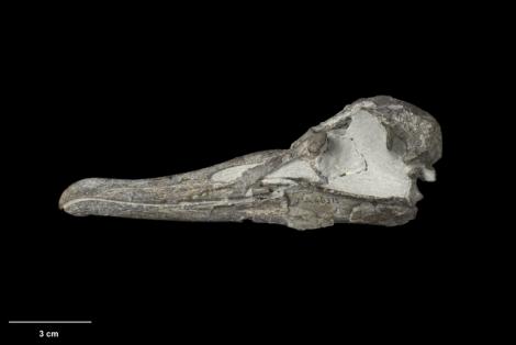 Alastair's albatross. Holotype skull (left lateral). South Taranaki. Image &copy; Te Papa by Jean-Claude Stahl