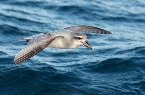 Broad-billed prion. Adult in flight. Off Poor Knights Islands at sea, July 2018. Image &copy; Les Feasey by Les Feasey