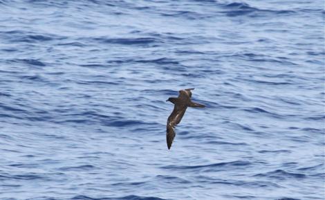 Bulwer's petrel. Adult in flight. At sea off Ashmore Reef, Ashmore & Cartier Islands, October 2009. Image &copy; Jennifer Spry 2011 birdlifephotography.org.au by Jennifer Spry