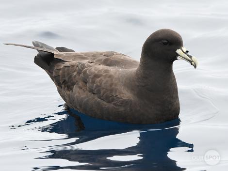 White-chinned petrel. Adult. Tutukaka Pelagic out past Poor Knights Islands, October 2021. Image &copy; © Scott Brooks (ourspot) by Scott Brooks