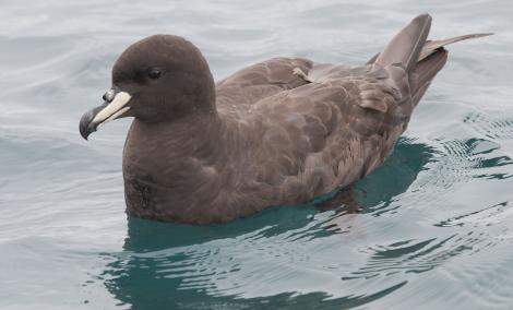 Westland petrel. Adult on water. Kaikoura pelagic, January 2013. Image &copy; Philip Griffin by Philip Griffin