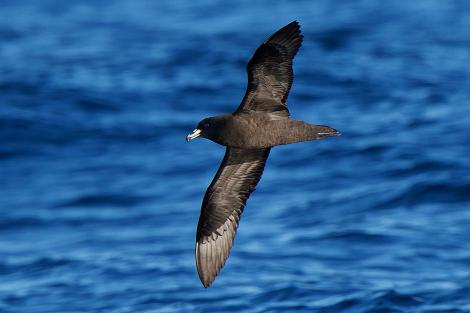 Black petrel. Adult in flight. Tutukaka Pelagic out past Poor Knights Islands, February 2021. Image &copy; Scott Brooks (ourspot) by Scott Brooks