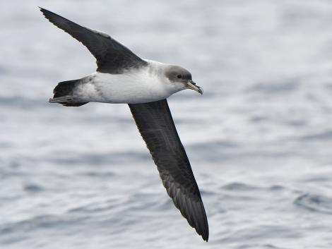Grey petrel | Kuia. Bird in fresh plumage in flight. Tutukaka Pelagic out past Poor Knights Islands, October 2021. Image &copy; © Scott Brooks (ourspot) by Scott Brooks