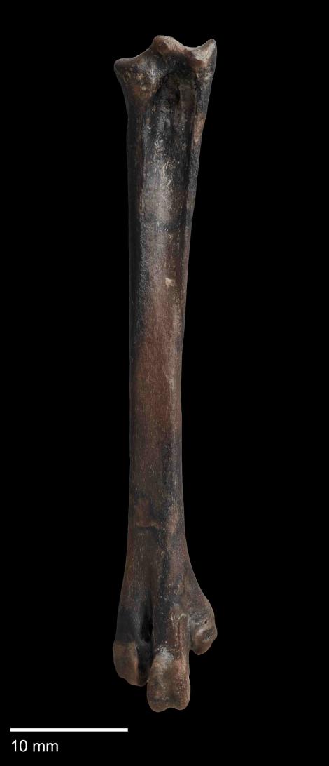Bannockburn crake. Holotype (right tarsometatarsus, dorsal view), CM 2013.18.756. . Image &copy; Jacob Blokland by Jacob Blokland
