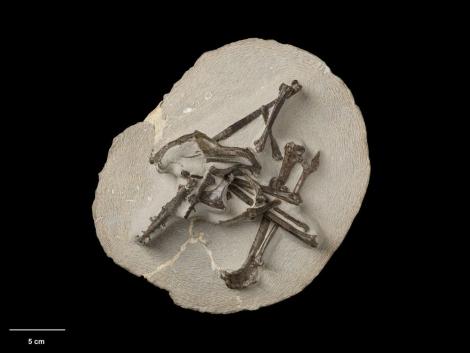 Deep-billed petrel. Holotype. NMNZ S.46691. . Image &copy; Te Papa by Jean-Claude Stahl