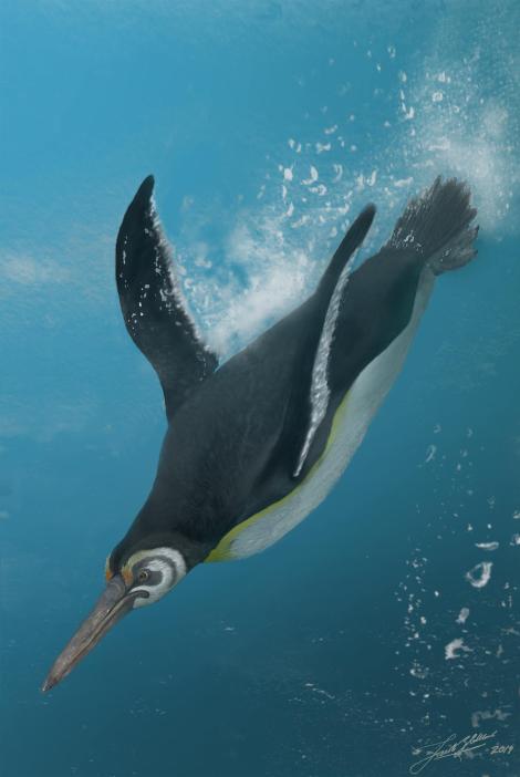Stilwell’s penguin. Reconstruction. . Image &copy; Jacob Blokland by Jacob Blokland