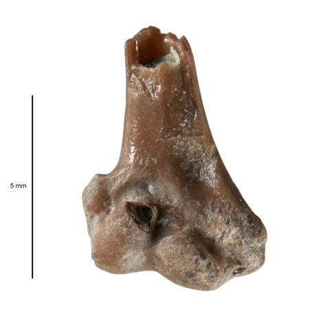 Zealandian false-colie. Holotype (distal right humerus, cranial view), NMNZ S.52077. . Image &copy; Trevor Worthy by Trevor Worthy
