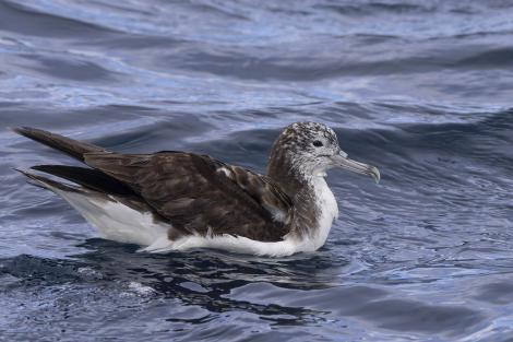 Streaked shearwater. Adult resting on ocean. First New Zealand live record. East of Poor Knights Islands, November 2023. Image &copy; Oscar Thomas by Oscar Thomas