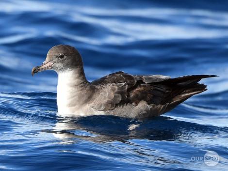 Pink-footed shearwater. Adult sitting on water. Tutukaka Pelagic out past Poor Knights Islands, July 2021. Image &copy; Scott Brooks (ourspot) by Scott Brooks