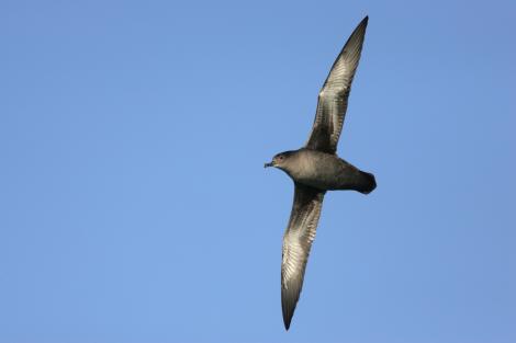 Sooty shearwater | Tītī. Ventral view of adult in flight. At sea off Banks Peninsula, April 2009. Image &copy; David Boyle by David Boyle