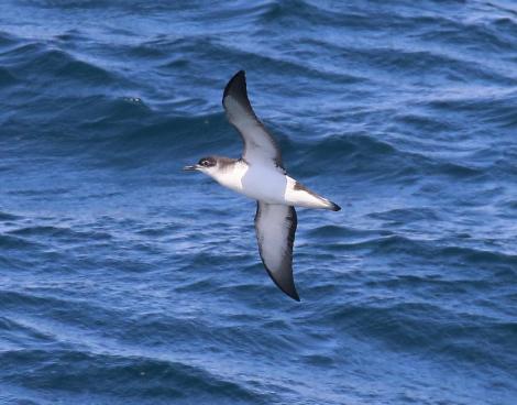 Manx shearwater. Adult in flight. Outer Hebrides, Scotland, June 2018. Image &copy; John Fennell by John Fennell