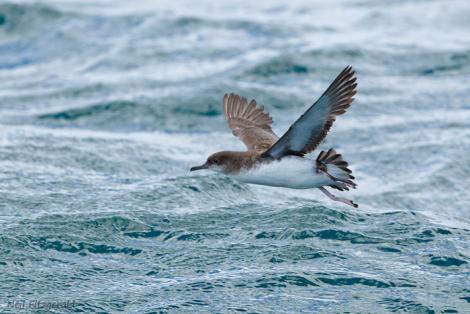 Fluttering shearwater | Pakahā. Adult in flight. Hauraki Gulf, November 2011. Image &copy; Neil Fitzgerald by Neil Fitzgerald www.neilfitzgeraldphoto.co.nz