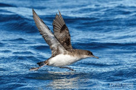 Hutton's shearwater | Kaikōura tītī. Adult taking off from sea surface - showing underwing. The Petrel Station pelagic offshore from Tutukaka, March 2023. Image &copy; Scott Brooks, www.thepetrelstation.nz by Scott Brooks