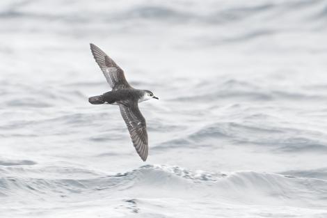 Little shearwater | Totorore. Adult in flight (subspecies haurakiensis). Outer Hauraki Gulf, October 2018. Image &copy; Edin Whitehead by Edin Whitehead Edin Whitehead www.edinz.com