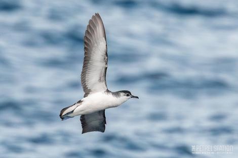 Little shearwater | Totorore. Adult in flight, ventral. The Petrel Station pelagic offshore from Tutukaka, May 2022. Image &copy; Scott Brooks, www.thepetrelstation.nz by Scott Brooks