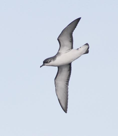 Subantarctic little shearwater. In flight, ventral. At sea off Campbell Island, April 2013. Image &copy; Phil Battley by Phil Battley