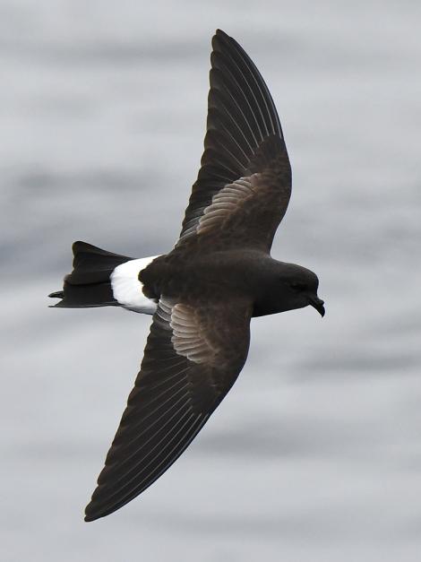 Wilson's storm petrel. Adult in flight. Tutukaka Pelagic out past Poor Knights Islands, October 2021. Image &copy; © Scott Brooks (ourspot) by Scott Brooks