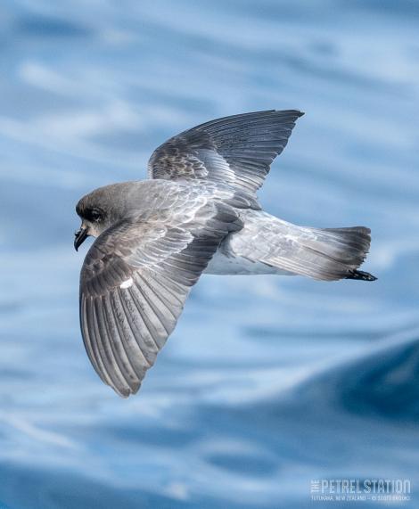 Grey-backed storm petrel | Reoreo. Adult in flight, dorsal. The Petrel Station pelagic offshore from Tutukaka, August 2023. Image &copy; Scott Brooks, www.thepetrelstation.nz by Scott Brooks