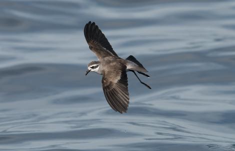 White-faced storm petrel | Takahikare. Dorsal view of adult in flight. Hauraki Gulf, January 2012. Image &copy; Philip Griffin by Philip Griffin