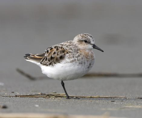 Red-necked stint. Adult entering breeding plumage. Manawatu River estuary, March 2011. Image &copy; Phil Battley by Phil Battley